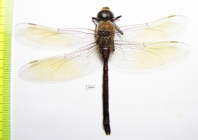 Odonata sp.  Tajikistan - INSECTS-STORE.RU