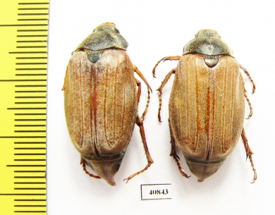 Melolontha melolontha, pair  Russia, Belgorod reg. - INSECTS-STORE.RU