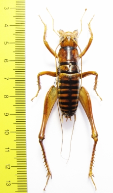Libanasidius sp.  South Africa Rep. - INSECTS-STORE.RU