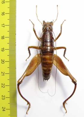 Libanasidius sp.  South Africa Rep. - INSECTS-STORE.RU
