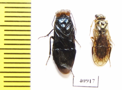 Symphita sp.  Russia, Tver reg. - INSECTS-STORE.RU