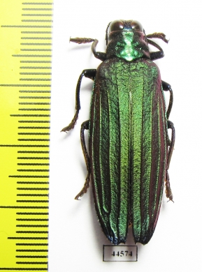 Demochroa detanii  Indonesia, Peleng isl. - INSECTS-STORE.RU