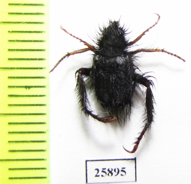 Hopliini sp.  South Africa Rep. - INSECTS-STORE.RU