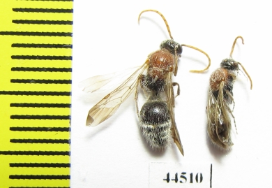 Mutillidae sp.  Tajikistan - INSECTS-STORE.RU