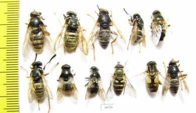 Diptera sp.  Russia, Tver reg. - INSECTS-STORE.RU