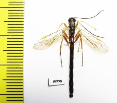 Ichneumonoidea sp.  Russia, Tver reg. - INSECTS-STORE.RU