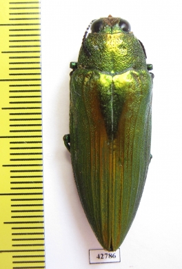 Chrysochroa purpureiventris  Malaysia - INSECTS-STORE.RU