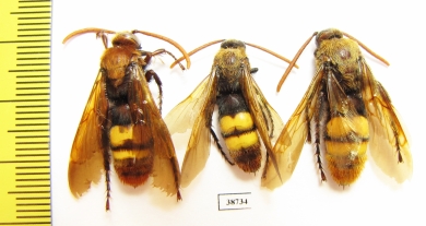 Scoliidae sp.  Kazakhstan - INSECTS-STORE.RU