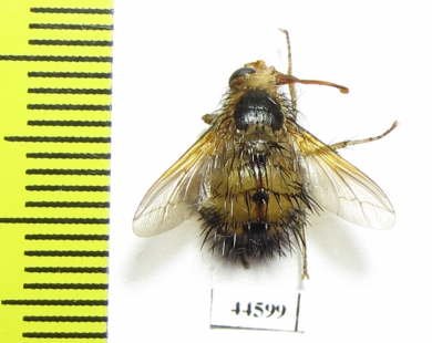Diptera sp.  South Africa Rep. - INSECTS-STORE.RU
