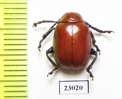 Chrysomelidae sp.  South Africa Rep. - INSECTS-STORE.RU