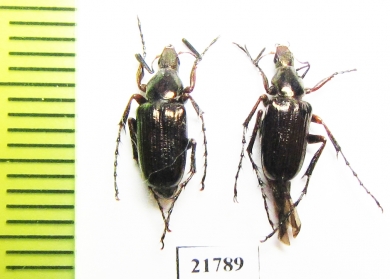 Macrodactylini sp.  Colombia - INSECTS-STORE.RU