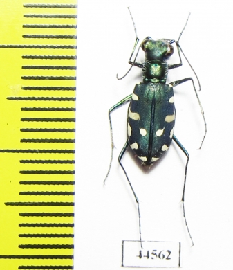 Calomera alboguttata, female  Saudi Arabia - INSECTS-STORE.RU