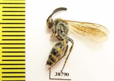 Scoliidae sp.  Malaysia - INSECTS-STORE.RU