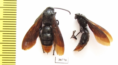 Scoliidae sp.  Indonesia, Sulawesi - INSECTS-STORE.RU