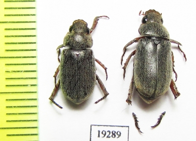 Rutelinae sp.  Sudan - INSECTS-STORE.RU