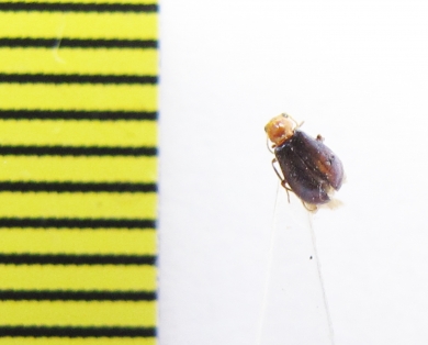 Melyridae sp.  India - INSECTS-STORE.RU