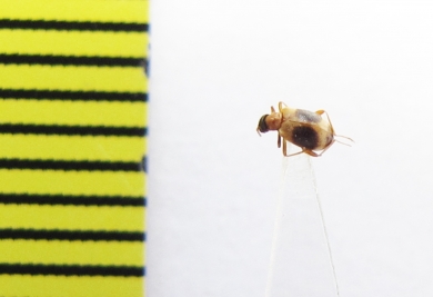 Anthicidae sp.  India - INSECTS-STORE.RU