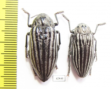 Julodis laevicostata, pair  Iran, Tehran prov. - INSECTS-STORE.RU