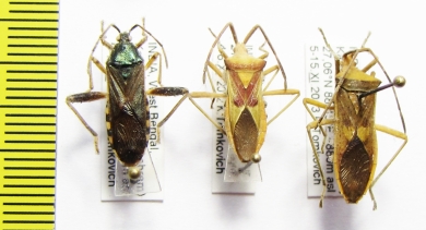 Hemiptera sp.  India - INSECTS-STORE.RU