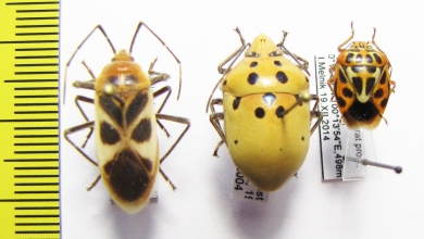 Hemiptera sp.  Malaysia/Indonesia - INSECTS-STORE.RU