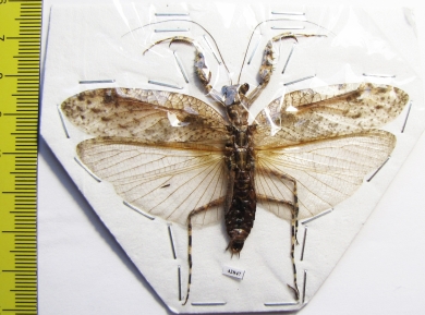 Mantodea sp.  Indonesia, Java - INSECTS-STORE.RU