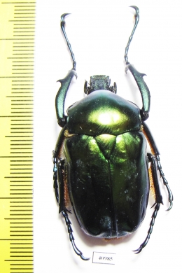 Jumnos ruckeri pfanneri  Malaysia 45mm - INSECTS-STORE.RU
