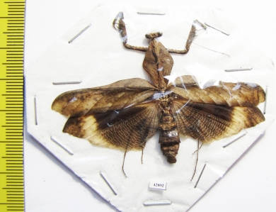 Mantodea sp.  Indonesia, Java - INSECTS-STORE.RU