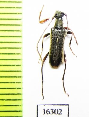 Idiopidonis pedalis  Canada - INSECTS-STORE.RU