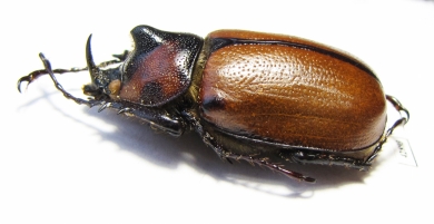 Golofa globulicornis  Mexico 33mm - INSECTS-STORE.RU
