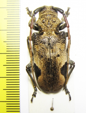 Phryneta leprosa  Togo - INSECTS-STORE.RU