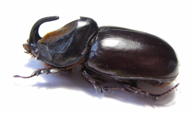 Oryctes latecavatus  Sao Tome  60mm - INSECTS-STORE.RU