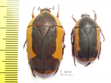 Pachnoda mastrucata  Kenya - INSECTS-STORE.RU