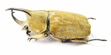 Spodistes grandis, male  Ecuador 39mm - INSECTS-STORE.RU