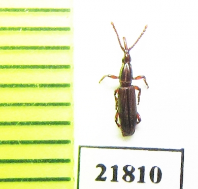 Brentidae sp.  Thailand - INSECTS-STORE.RU