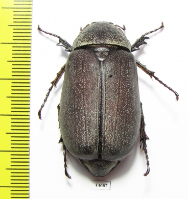 Melolonthinae sp.  Cambodia - INSECTS-STORE.RU