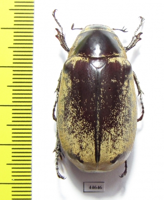 Melolonthinae sp.  Cambodia - INSECTS-STORE.RU