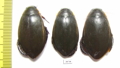 Cybister lateralimarginalis  Russia, Astrakhan reg. - INSECTS-STORE.RU
