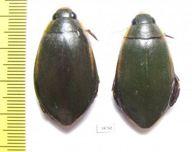Cybister lateralimarginalis  Russia, Astrakhan reg. - INSECTS-STORE.RU