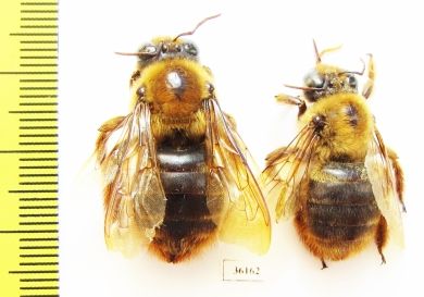 Hymenoptera sp.  Thailand - INSECTS-STORE.RU