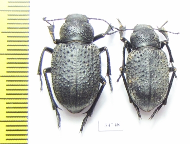 Trigonoscelis muricata  Russia, Astrakhan reg. - INSECTS-STORE.RU