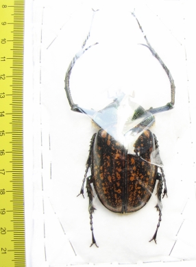 Cheirotonus perakanus, male  Malaysia  62mm - INSECTS-STORE.RU