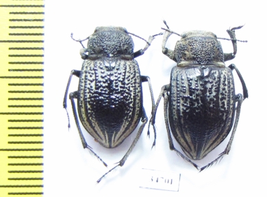 Platyope granulata  Kazakhstan - INSECTS-STORE.RU