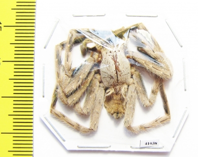 Arachnida sp.  Malaysia - INSECTS-STORE.RU