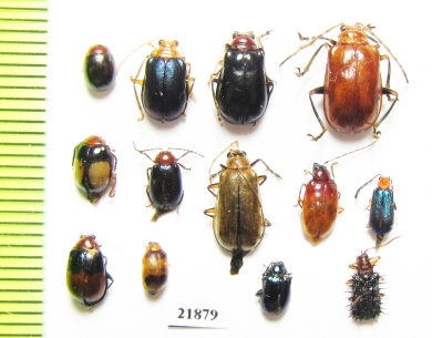Chrysomelidae sp.  Indonesia, Sumatra - INSECTS-STORE.RU