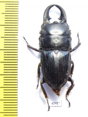 Dorcus sp.  Indonesia, Java - INSECTS-STORE.RU