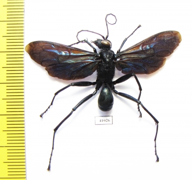 Hymenoptera sp.  Indonesia, Kalimantan - INSECTS-STORE.RU