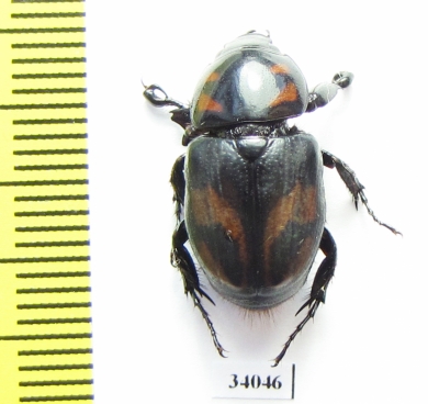 Cyclocephala sp.  Ecuador - INSECTS-STORE.RU