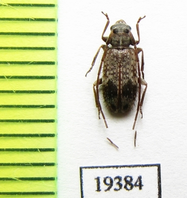 Exocentrus fasciolatus plavilstshikovi  Russia, Far East - INSECTS-STORE.RU