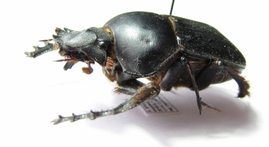 Scarabaeus proboscideus  South Africa Rep. - INSECTS-STORE.RU