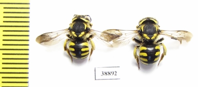 Hymenoptera sp.  Russia, Astrakhan reg. - INSECTS-STORE.RU